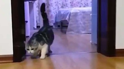 Dünyanın en şapşal kedisi olabilir