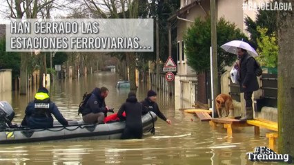 Alerta en la ciudad del amor: París se inunda de ratas por desborde del río Sena