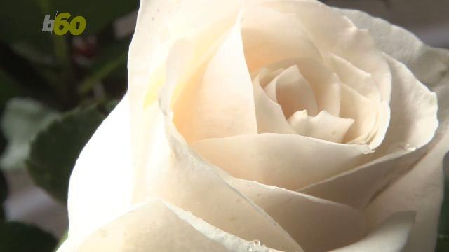 White Roses Will Be Worn At The Grammy's to Support the Time's Up Movement