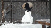 Ce panda géant défonce un Bonhomme de neige dans son zoo !