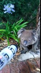 Assoiffé ce koala boit à la gourde d'un cycliste !