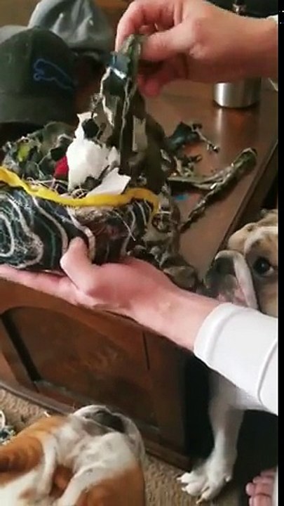 Ce jouet pour chien est rempli d'ordures ménagères !