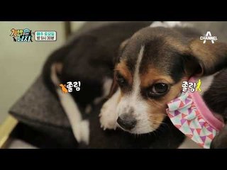 [개밥남 미공개] 현실남매ver. 아기 비글 쌤&애리의 일상_웹오리지널