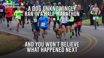 Dog unknowingly runs half-marathon, finishes in seventh place
