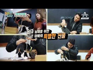 [개밥남 예고] 천재견 뚜이의 어질리티 대회 도전기!