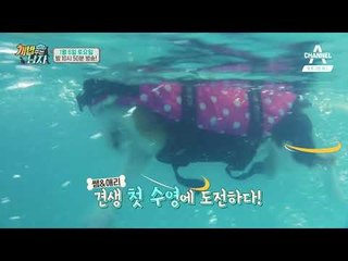 [개밥남 예고] 비글남매 쌤&애리 견생 첫 수영 도전!