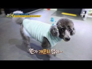 '매너가 강아지를 만든다!' 공공장소에선 '기저귀 착용' 부탁해요★_관찰카메라24_선공개