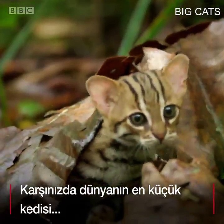 Dünyanın En Küçük Kedisi "Paslı Kedi"