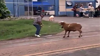 VIDEOS CHISTOSOS   VIDEOS DE RISA   VIDEOS GRACIOSOS   CABRA LOCA SUELTA