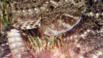 10 Deadliest Snakes on Earth