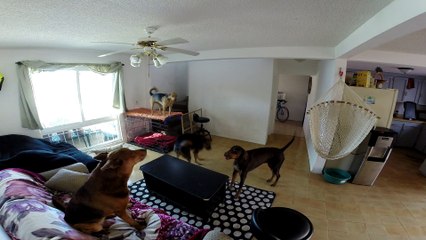 Guaranteed to make your dog howl!