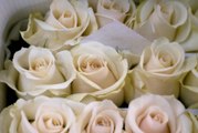 Celebrities Will Wear White Roses to the Grammys to Support Time's Up