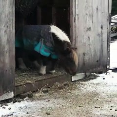 Un poney content de descendre une marche