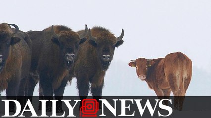 Cow escapes farm to run free with wild bison in Poland