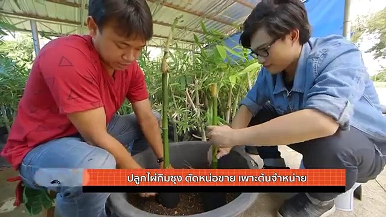 ไผ่กิมซุง เพียงแค่ 1 ไร่..รายได้ตก 1,000,000 บ. ต่อปี