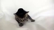 A mother cat does not like hats