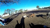 Doberman vs Mastiff Play Fight Off Leash Dog Park