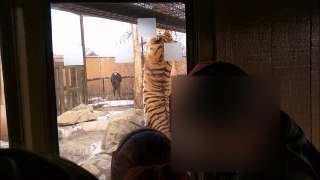 How To Feed A Big Old Tiger!  Tiger Feeding Time!  Big Tiger Eating! Amazing!