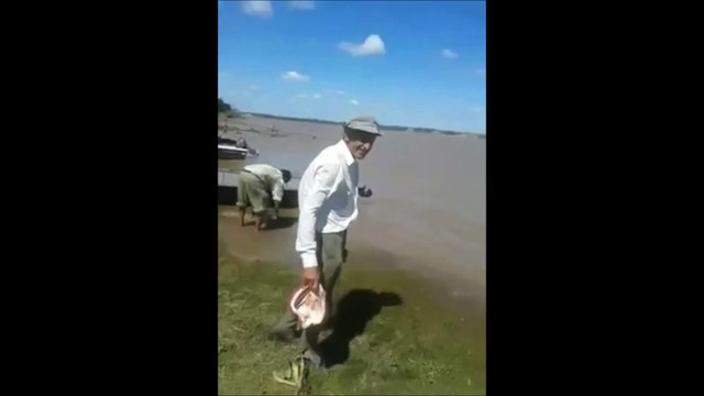Palometas (piranhas ) Filmed in Argentina 2018 , Look they are capable of making the palometas ,piranhas ; On many occasions they attacked, wounded and killed people