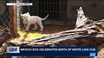 i24NEWS DESK | Mexico zoo celebrates birth of white lion cub | Thursday, January 25th 2018