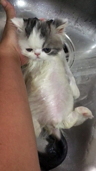 Kitten Loves Having a Warm Bath