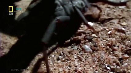 Thế Giới Động Vật Hoang Dã-Động Vật Vùng Amazon (Thuyết Minh).