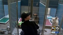 Three shelter dogs euthanized after 'Strep Zoo' case