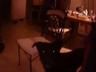 la premier video de mon chien titeuf