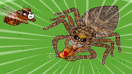 깡충거미 vs 곤충 우리의 다른점은? 곤충 한살이 관찰하기! 지니키즈★초등과학