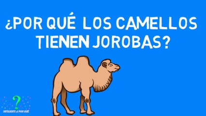 ¿POR QUÉ LOS CAMELLOS TIENEN JOROBA?