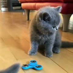 Phòng khám đa khoa Đại Đông -  Fuuny cats