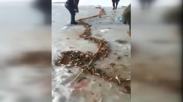 Ağrı'da Buz Tutan Derede Balık Tutan Vatandaşların Sevinci