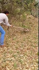 Rattlesnake Wrangling