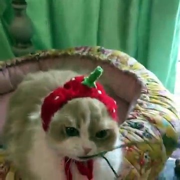 Bà thím dâu tổng chào mấy sen :v :v.Chừng nào còn quậy mấy con boss kiểu này được thì tụi nó hok có xâm chiếm trái đất đâu :3