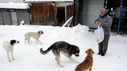 Karda hayvanlar ölmesin diye ekmek ve yem veriliyor