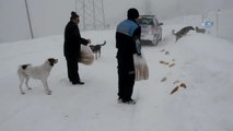 Karda Hayvanlar Ölmesin Diye Ekmek ve Yem Veriliyor