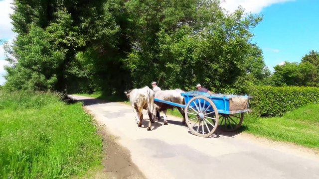 Charrois de bois à Manziat (01) avec deux boeufs Gascons en Mai 2017