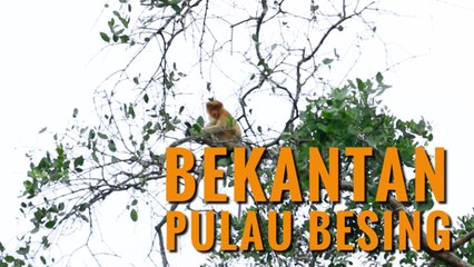Wisata Alam Pulau Besing, Rumah bagi Bekantan