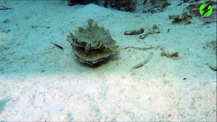 Ce crabe se planque sous une méduse... Camouflage parfait