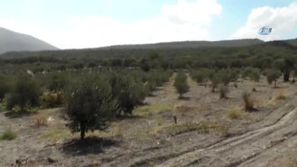 Manisa'da 600 Yıllık Yöntemle Zeytin Yağı Çıkarıyor