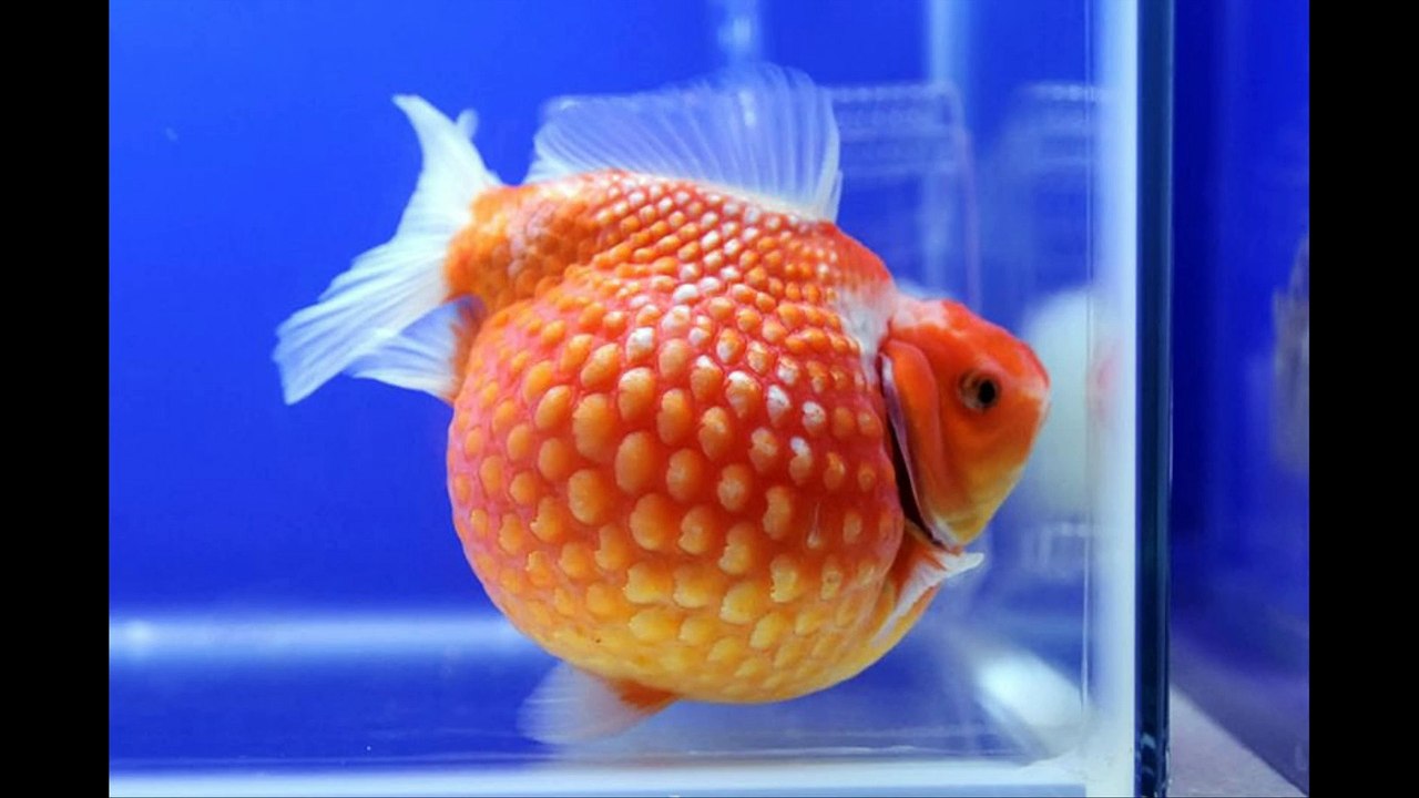 Pearlscale goldfish