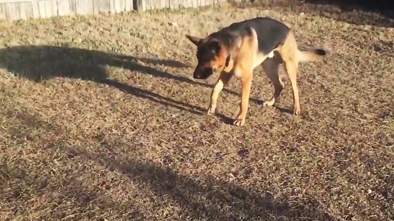 Un berger allemand se fait surprendre par une feuille morte