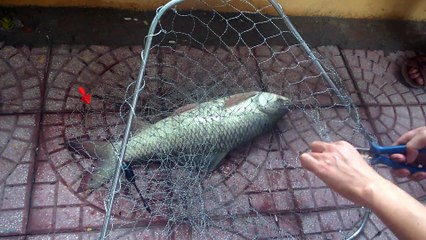 Đồ Câu Cá Giá Rẻ -  Câu được cá trôi đỏ 3,5kg