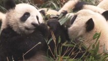 Nuevas acusaciones de maltrato a osos panda en la principal reserva de China