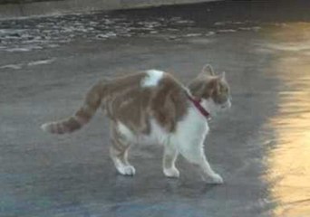 Confused Kitty Can't Handle Icy Situation