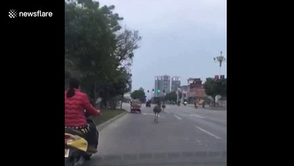 Ostriches run riot on busy road in China
