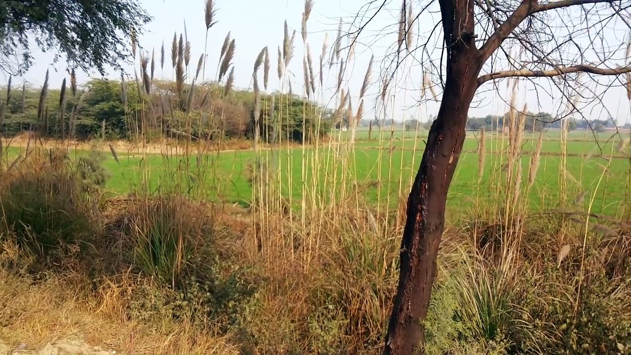 अपामार्ग या औंगा से महाशक्तिशाली वशीकरण प्रयोग Apamarg ya Aunga se Mahashaktishali Vashikaran Prayog