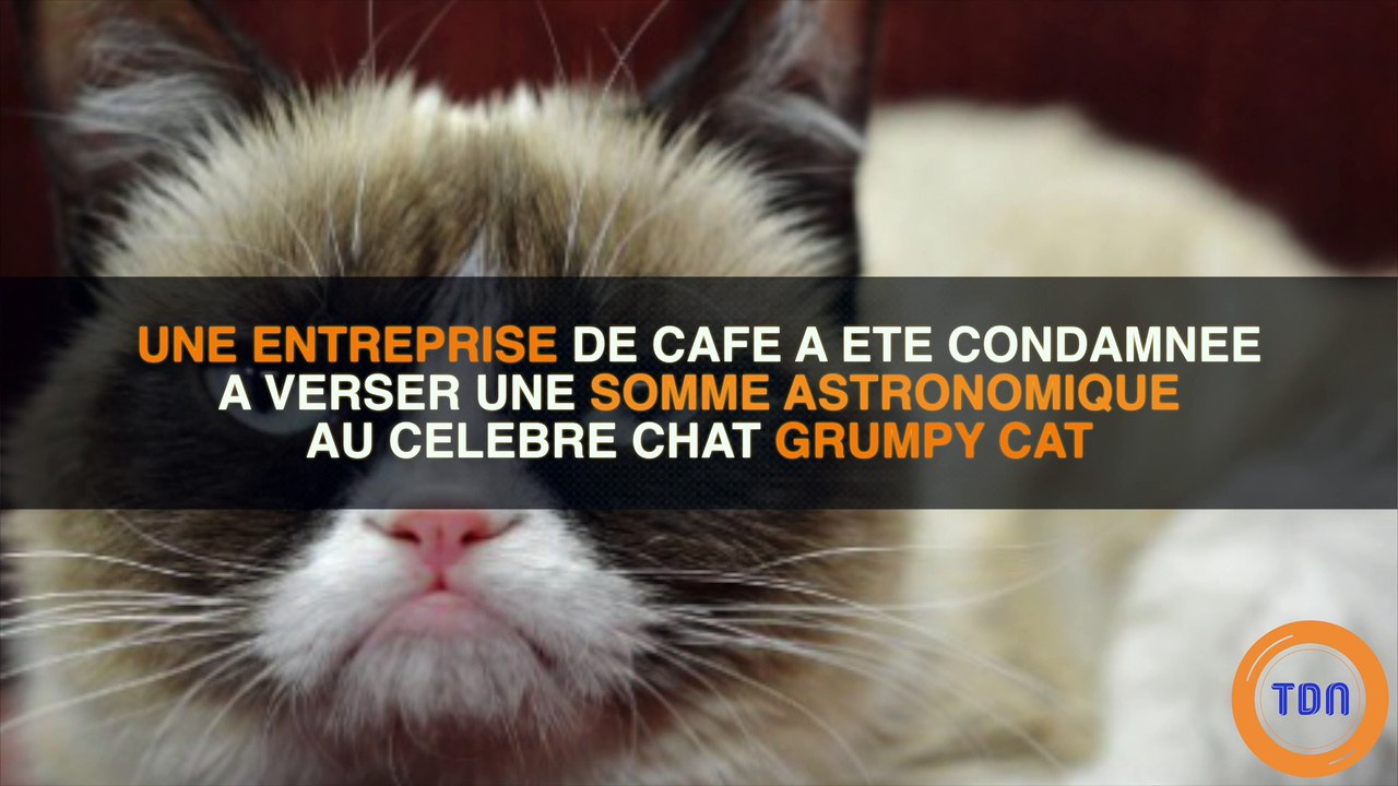 Grumpy cat, le chat grognon, a gagné une somme astronomique au tribunal !