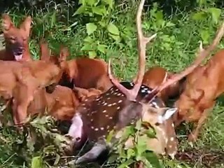 Wild dogs eating deer alive to death