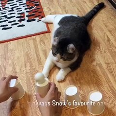 Những chú mèo hài hước dễ thương nhất thế giới